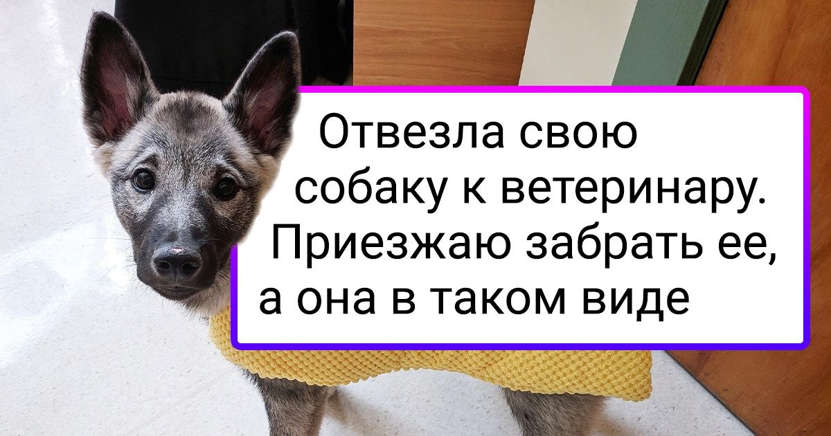 20+ доказательств того, что врачей и ветеринаров заботит не только здоровье, но и комфорт пациентов 20+ доказательств того, что врачей и ветеринаров заботит не только здоровье, но и комфорт пациентов