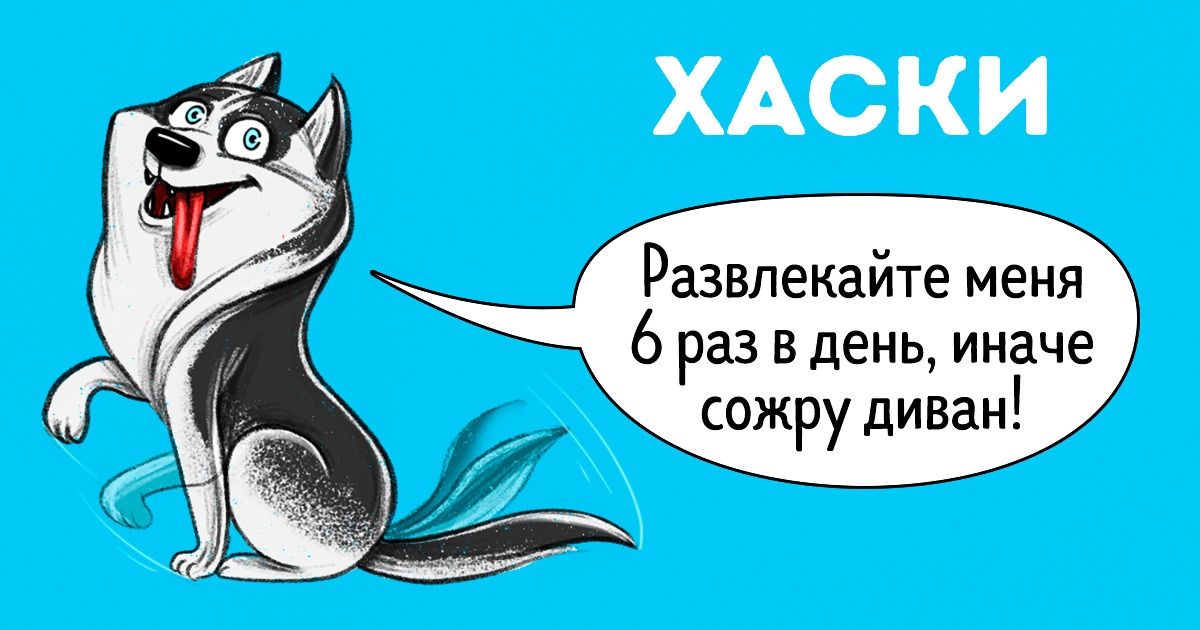 Честный гид по породам собак от первого лица