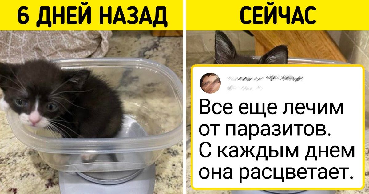 20+ животных, которые уже ничего не ждали от судьбы-злодейки, но в последний момент им подвернулся любящий человек 20+ животных, которые уже ничего не ждали от судьбы-злодейки, но в последний момент им подвернулся любящий человек