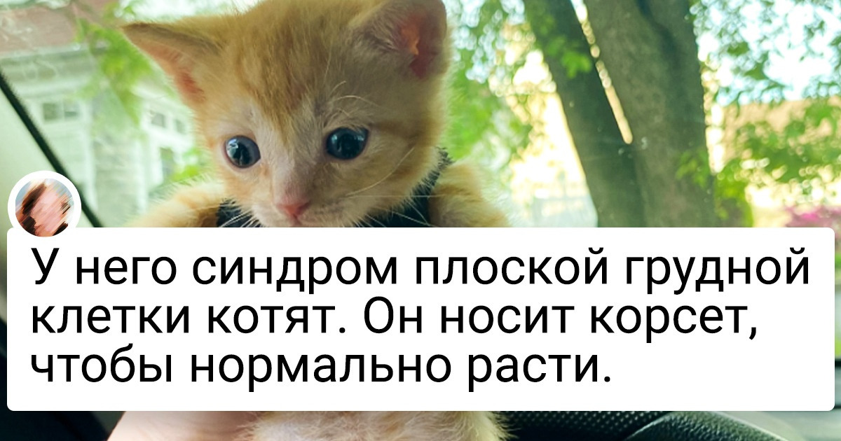 15+ малышей, при взгляде на которых у нас сердце замирает от нежности