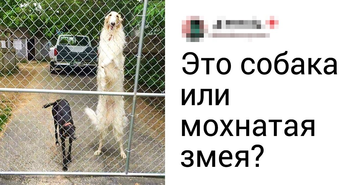 25 фотодоказательств того, что русская борзая — это все, что нужно для счастья в доме. Даже если вы не охотник