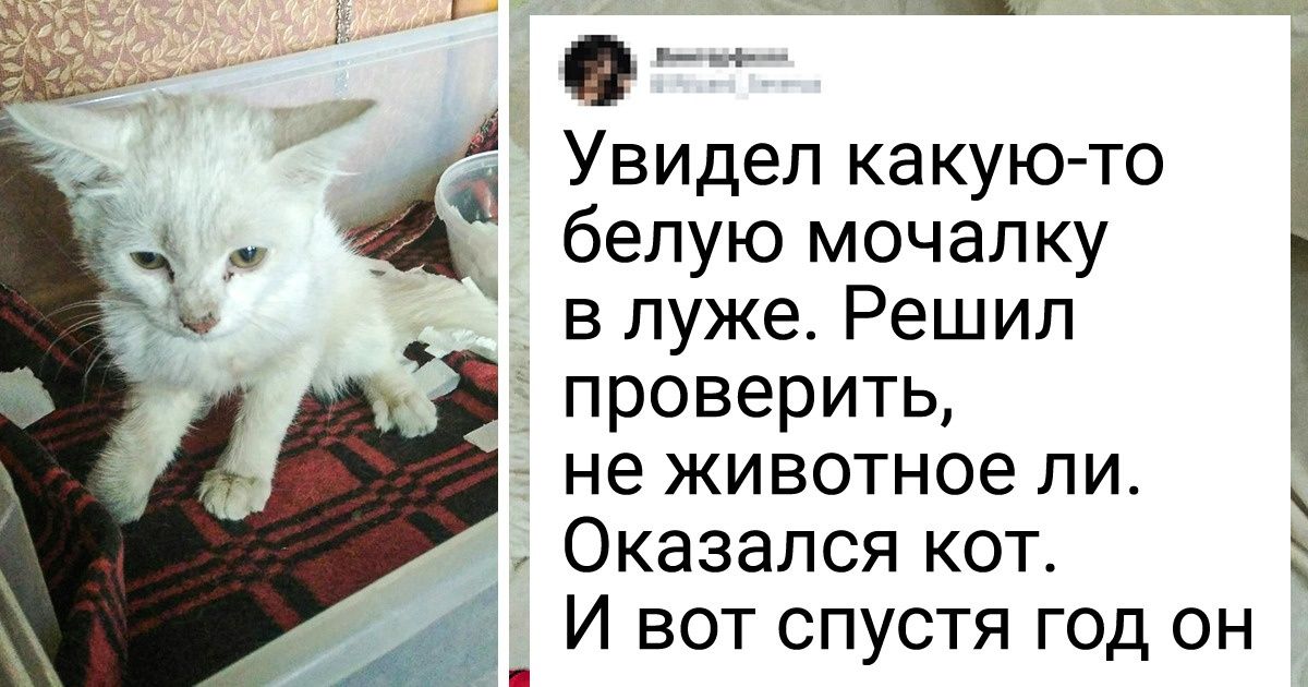 20 животных, чья жизнь перевернулась вверх тормашками благодаря людям с большим сердцем 20 животных, чья жизнь перевернулась вверх тормашками благодаря людям с большим сердцем