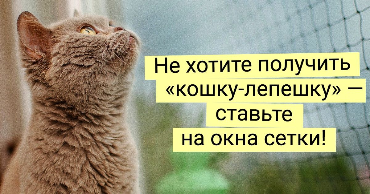 Ветеринар рассказал о 10 проверенных жизнью правилах для тех, кто хочет видеть своего питомца рядом долгие годы Ветеринар рассказал о 10 проверенных жизнью правилах для тех, кто хочет видеть своего питомца рядом долгие годы