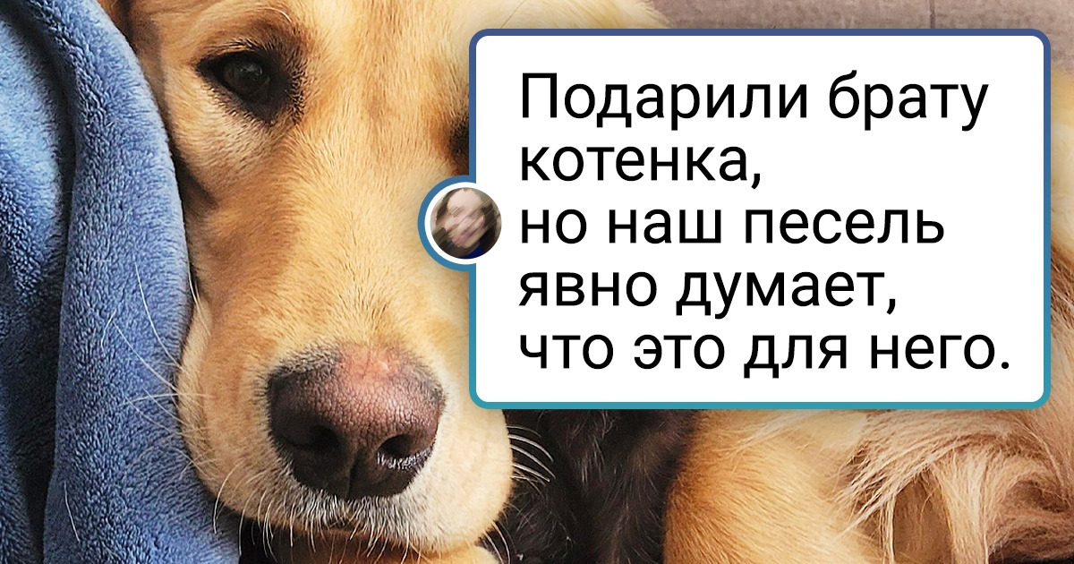 17 пушистых, которые дружат так, что растает сердце даже у сурового брутала 17 пушистых, которые дружат так, что растает сердце даже у сурового брутала