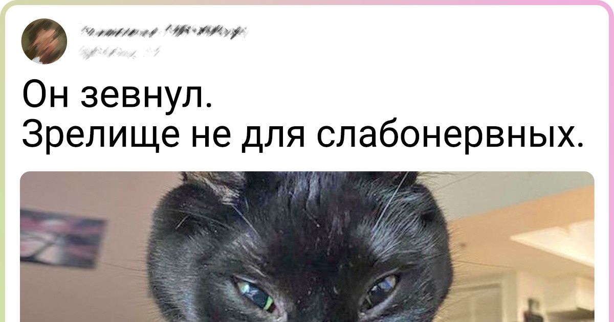 20+ котов, хозяева которых вздыхают и говорят: «Странненький, зато любимый»