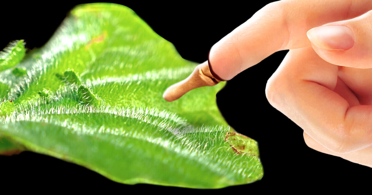 Что будет, если прикоснуться к самому ядовитому растению в мире? Что будет, если прикоснуться к самому ядовитому растению в мире?