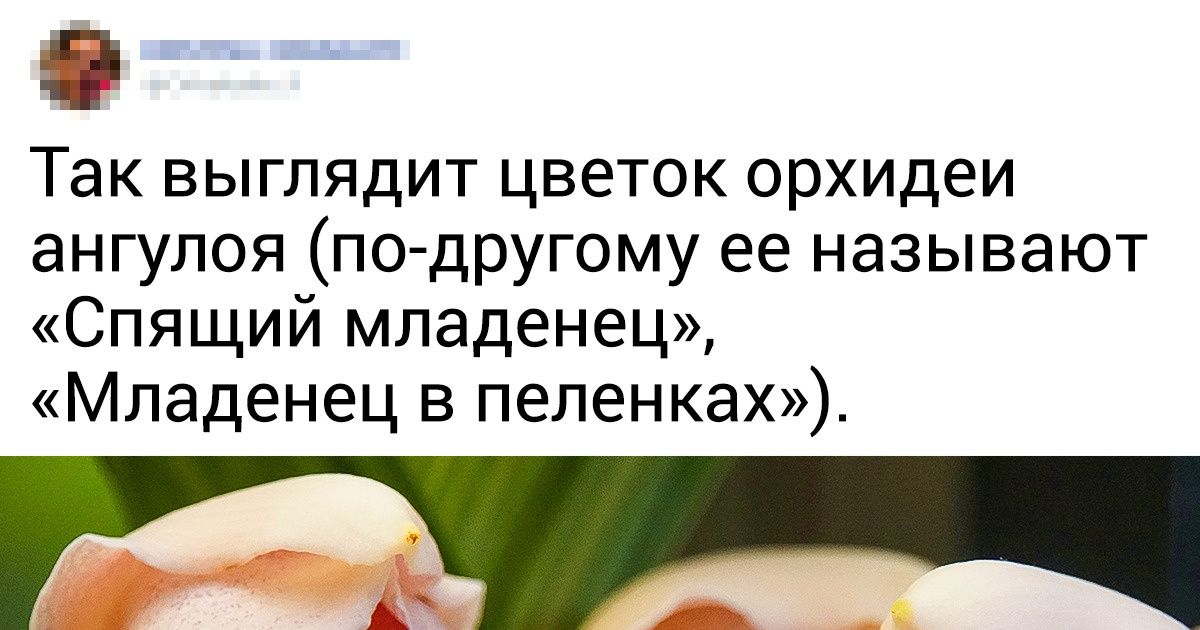 20 странных растений, которые природа создала, будто развлекаясь 20 странных растений, которые природа создала, будто развлекаясь