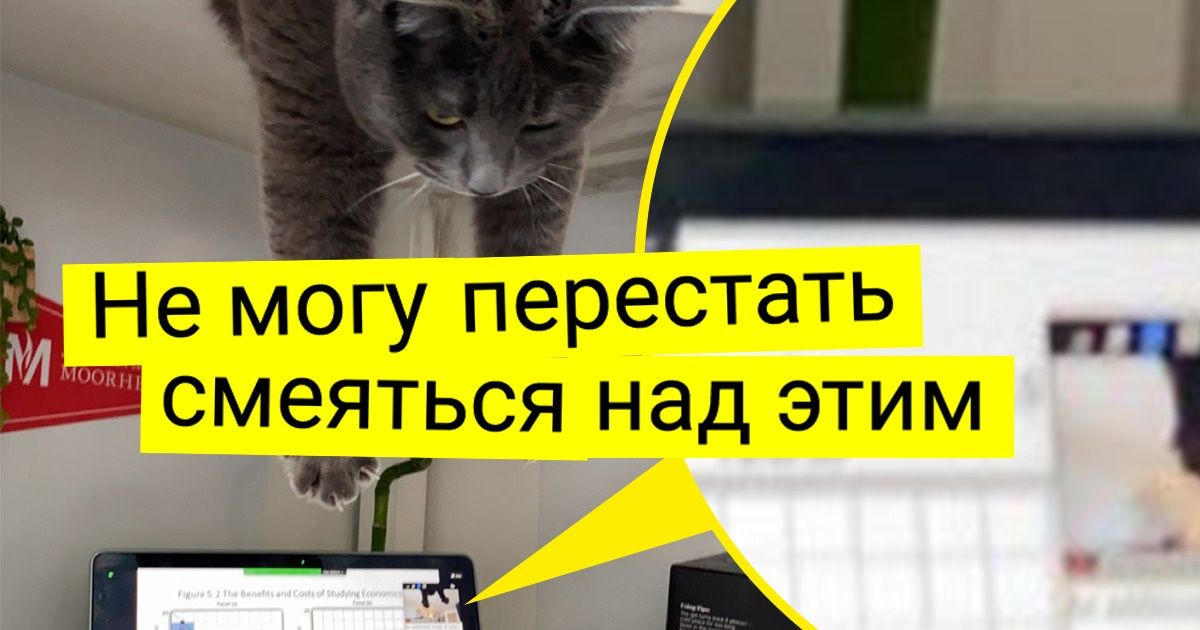 20 человек, которые завели кота и навсегда забыли о понятии «личное пространство»