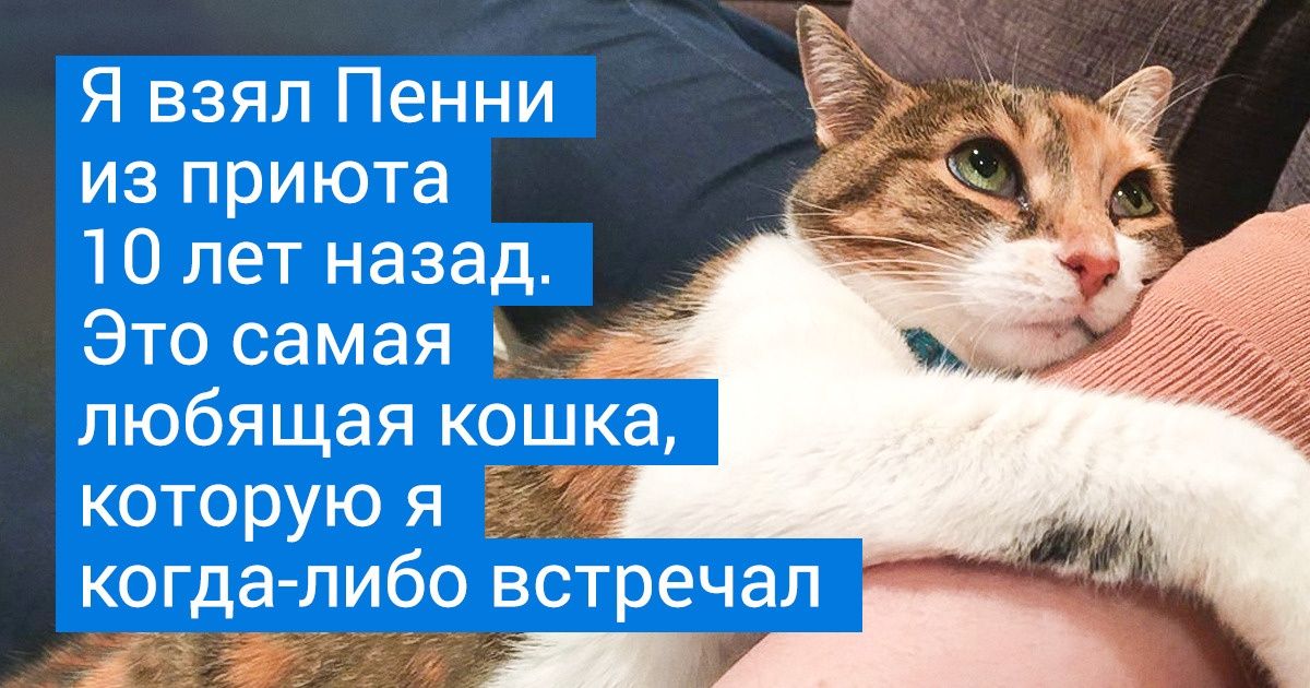 19 питомцев, которые без ума от своих хозяев и не в силах это скрывать