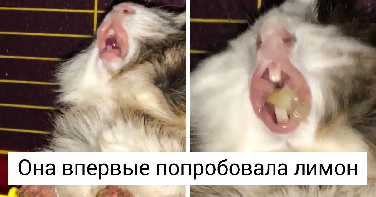 20+ животных, которым особо и делать ничего не пришлось, чтобы удивить всех вокруг