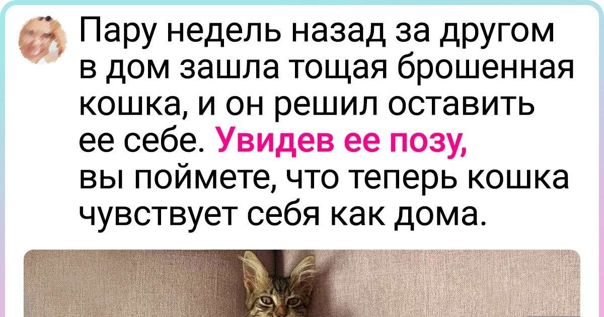 15+ животных, у которых теперь есть дом и добрые хозяева в придачу 15+ животных, у которых теперь есть дом и добрые хозяева в придачу
