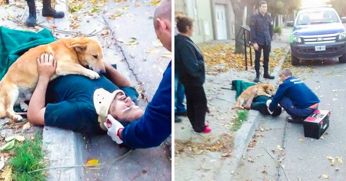 25 собак, которые покажут вам, что такое настоящая любовь