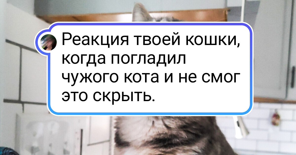 15+ животных, которым за эмоциональность можно вручать "Оскар"