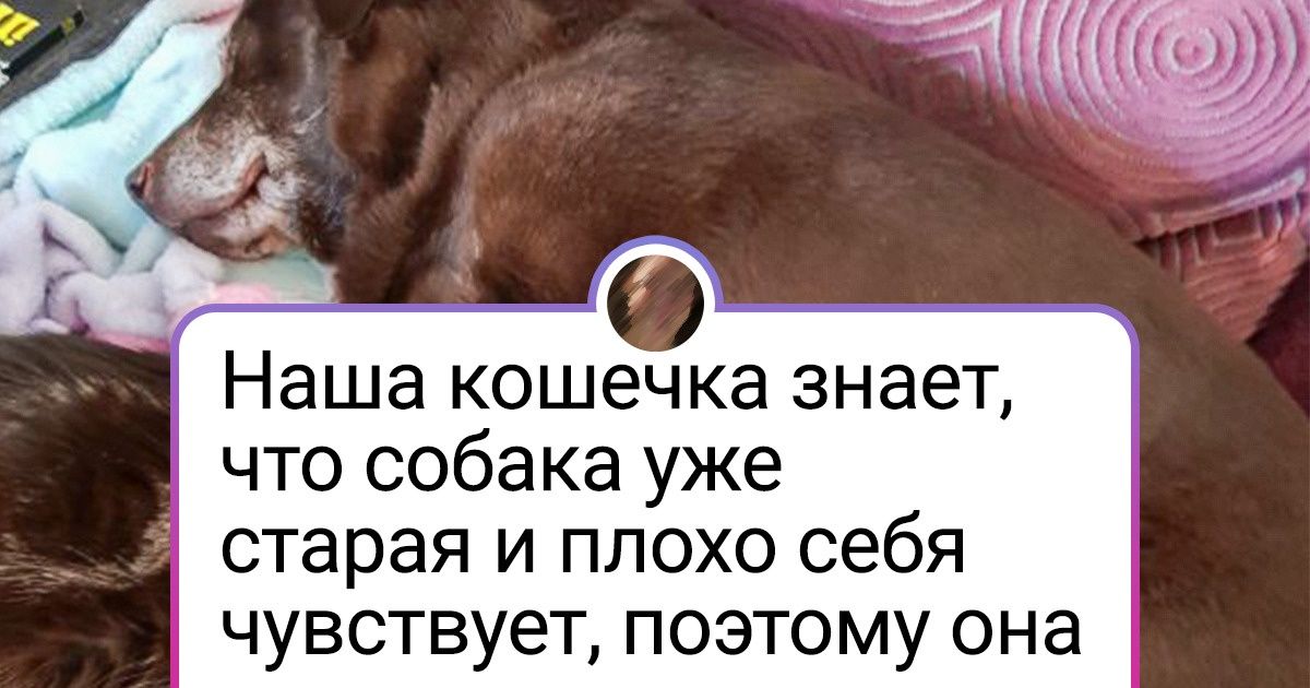 15+ животных, чью крепкую дружбу водой не разольешь 15+ животных, чью крепкую дружбу водой не разольешь