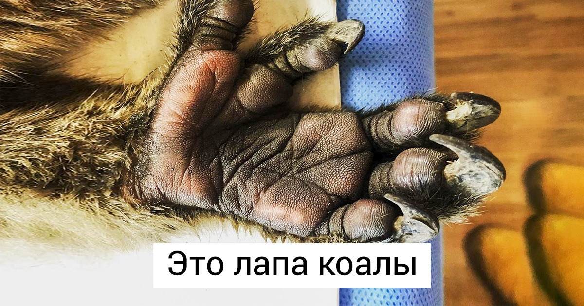 15+ вещей, которые вы вряд ли когда-нибудь видели своими глазами