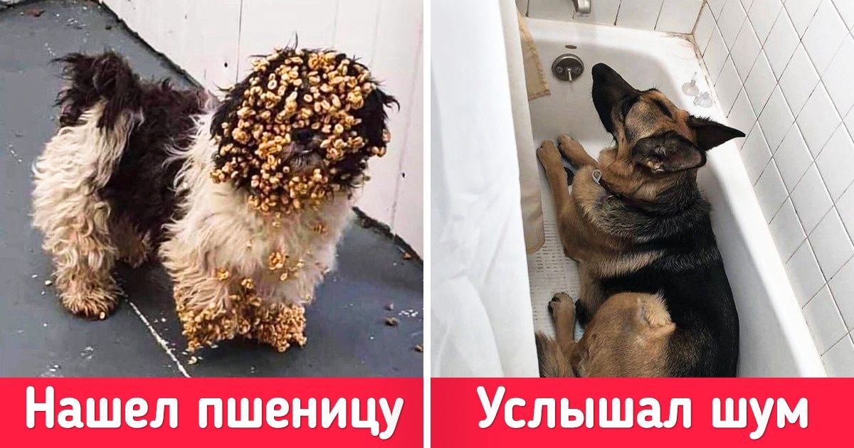 19 доказательств того, что в доме, где есть питомцы, скучно не бывает 19 доказательств того, что в доме, где есть питомцы, скучно не бывает