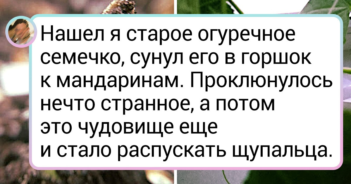 20+ любителей повозиться на грядках, которые точно знают, что на даче может случиться всякое 20+ любителей повозиться на грядках, которые точно знают, что на даче может случиться всякое
