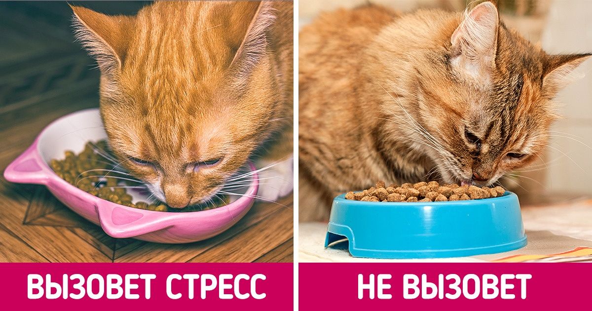 14 типичных ошибок, которые могут очень дорого стоить каждому владельцу питомца 14 типичных ошибок, которые могут очень дорого стоить каждому владельцу питомца