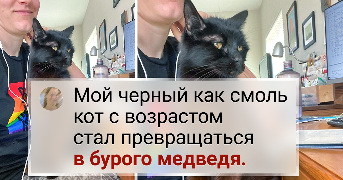19 черных котиков, над красотой которых природа хитроумно поколдовала