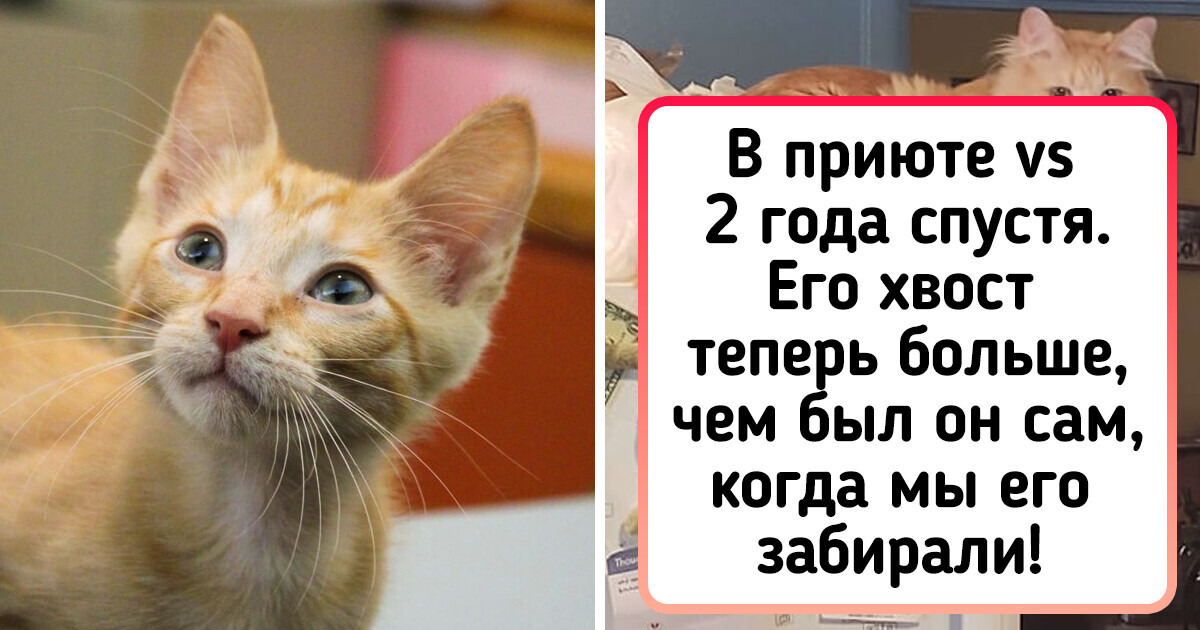 18 человек, которые нашли себе друга тогда, когда меньше всего ожидали 18 человек, которые нашли себе друга тогда, когда меньше всего ожидали