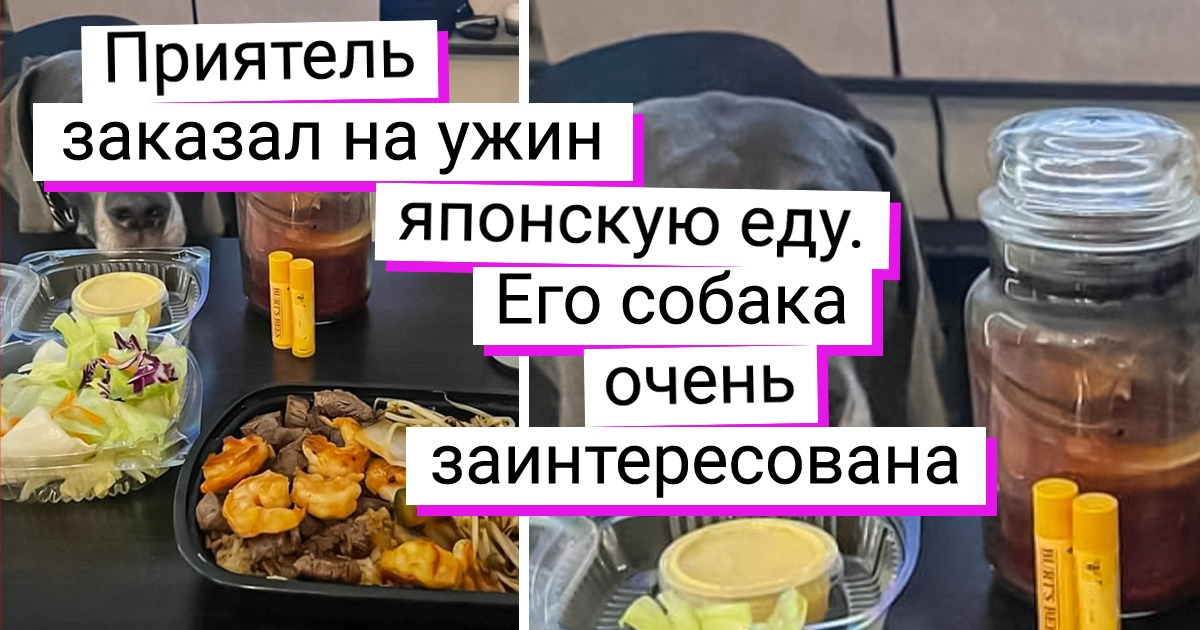 17 питомцев, которые не смогли сдержать эмоций и скорчили уморительные мордашки