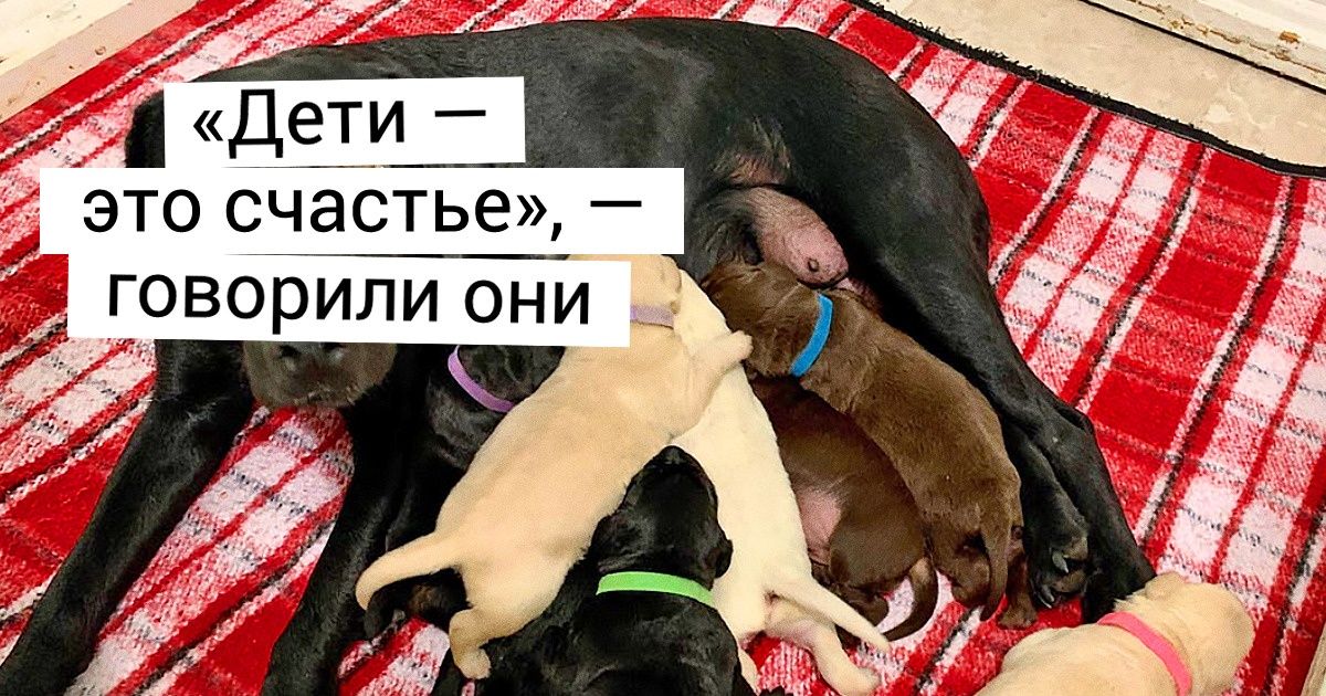20 животных, у которых все на морде написано жирным шрифтом и в подробностях 20 животных, у которых все на морде написано жирным шрифтом и в подробностях