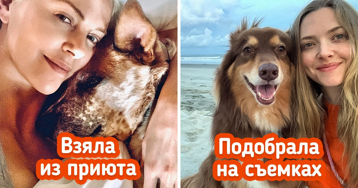 10+ звезд, которые могут позволить себе купить породистого питомца, но предпочли подарить радость бездомным животным