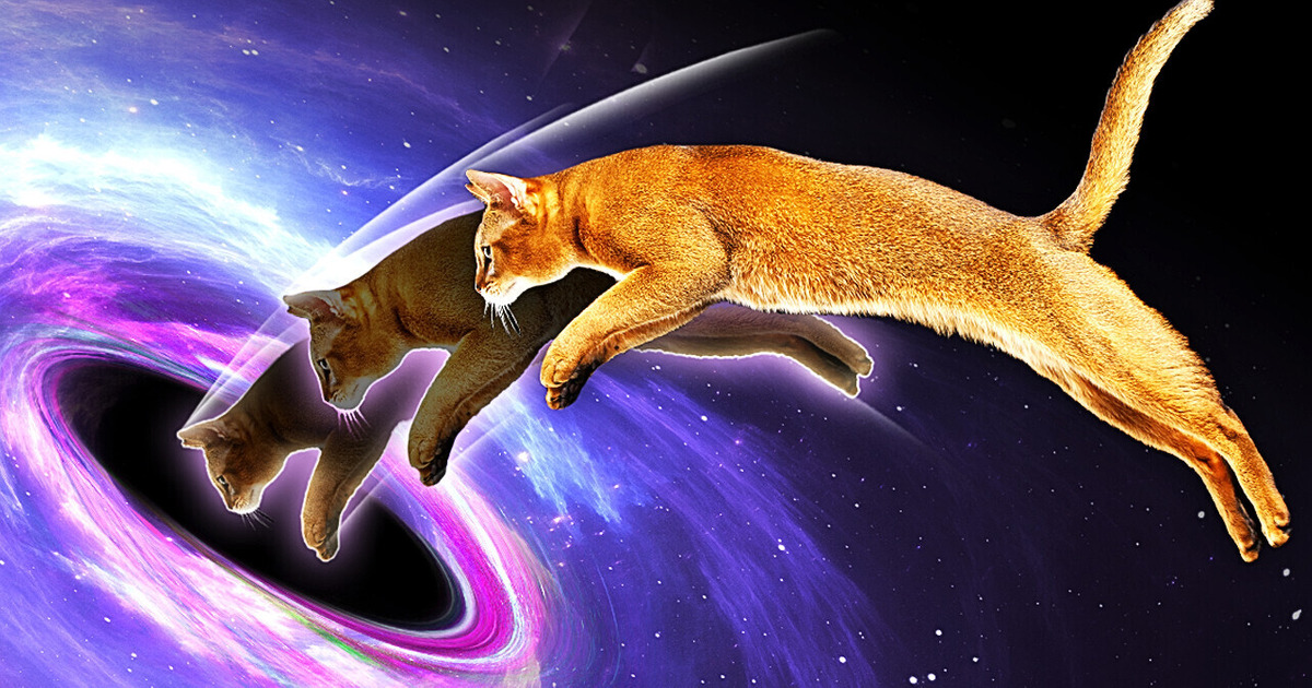 Почему черные дыры — это кот Шредингера