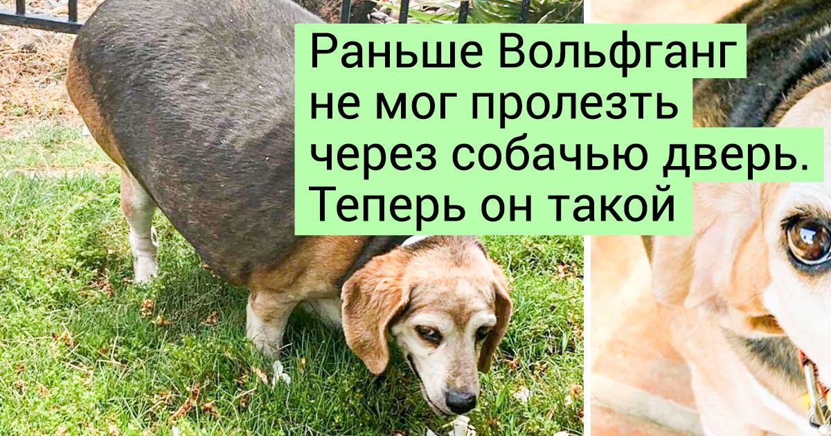 20 животных, которые стараются изо всех сил, и более милой мотивации вы не найдете 20 животных, которые стараются изо всех сил, и более милой мотивации вы не найдете