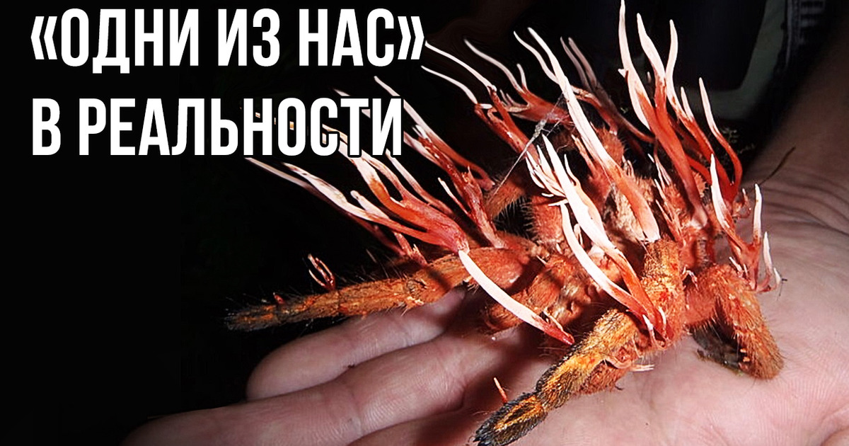 Если фильм «Одни из нас» случится в реальности, вот как это будет
