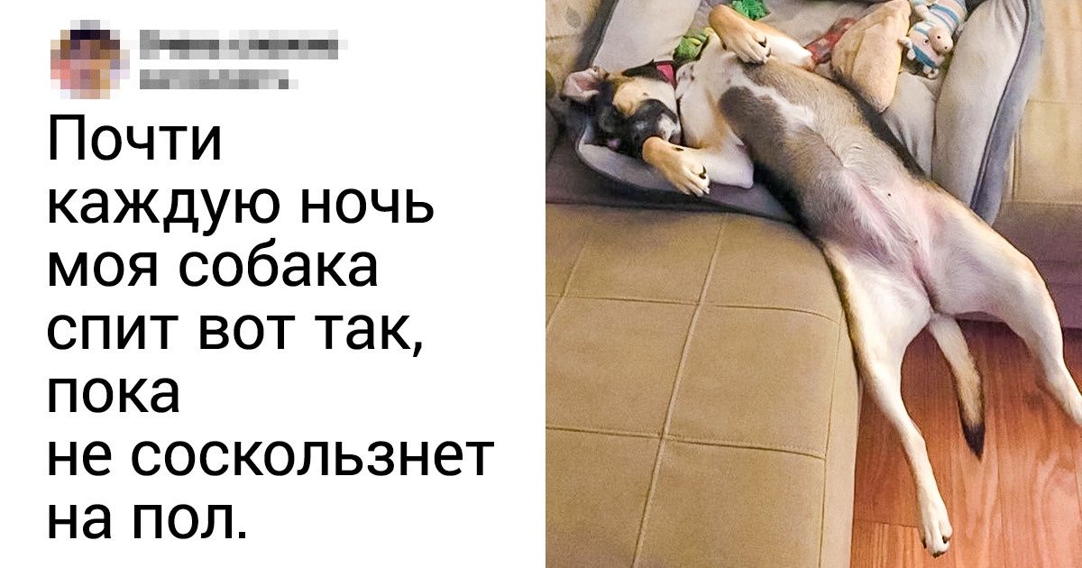 20+ пушистых лентяев, которые хорошо умеют только одно — лечь и лежать