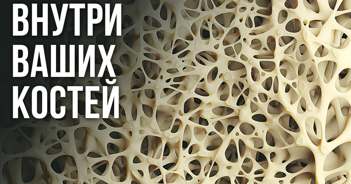 Вы живы благодаря одной маленькой косточке Вы живы благодаря одной маленькой косточке