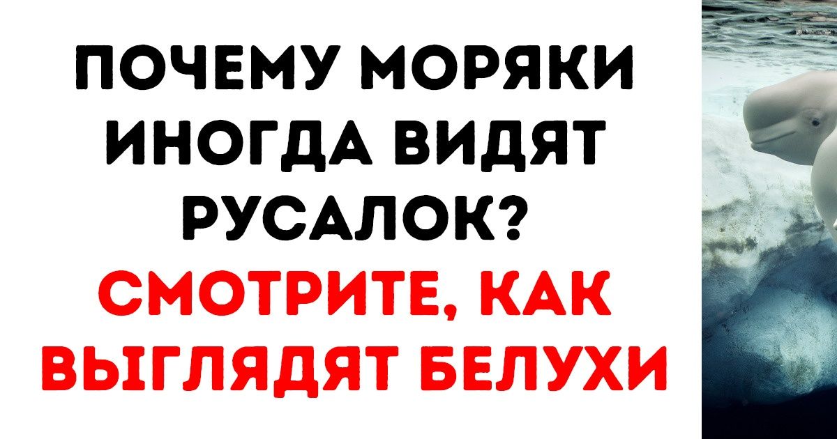 17 животных, после знакомства с которыми остается один вопрос: «Природа, как ты это все придумываешь?»