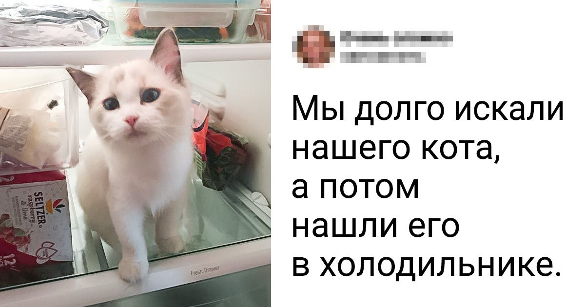 20+ животных, которым летняя жара дается совсем непросто, и они сражаются с ней как могут