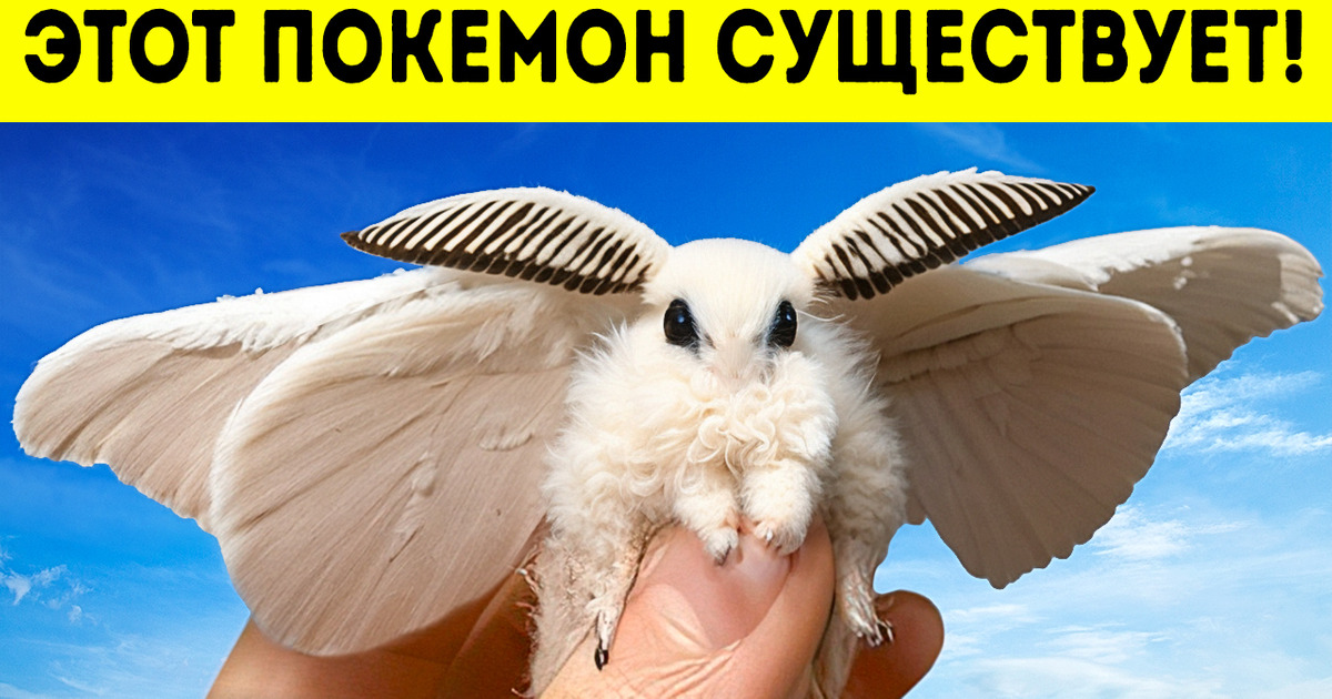 Венесуэльский мотылек-пудель: покемон из реальной жизни со звукоизолирующим мехом!