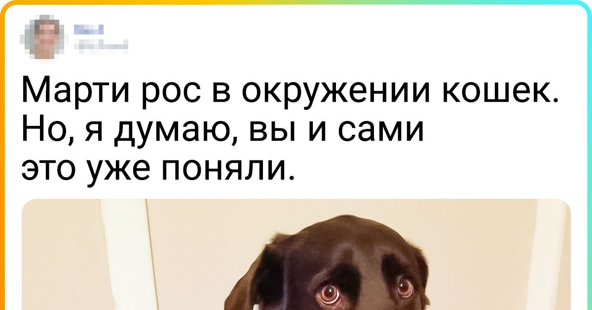 20+ человек, которые заводили собаку, а получили кота в мешке 20+ человек, которые заводили собаку, а получили кота в мешке