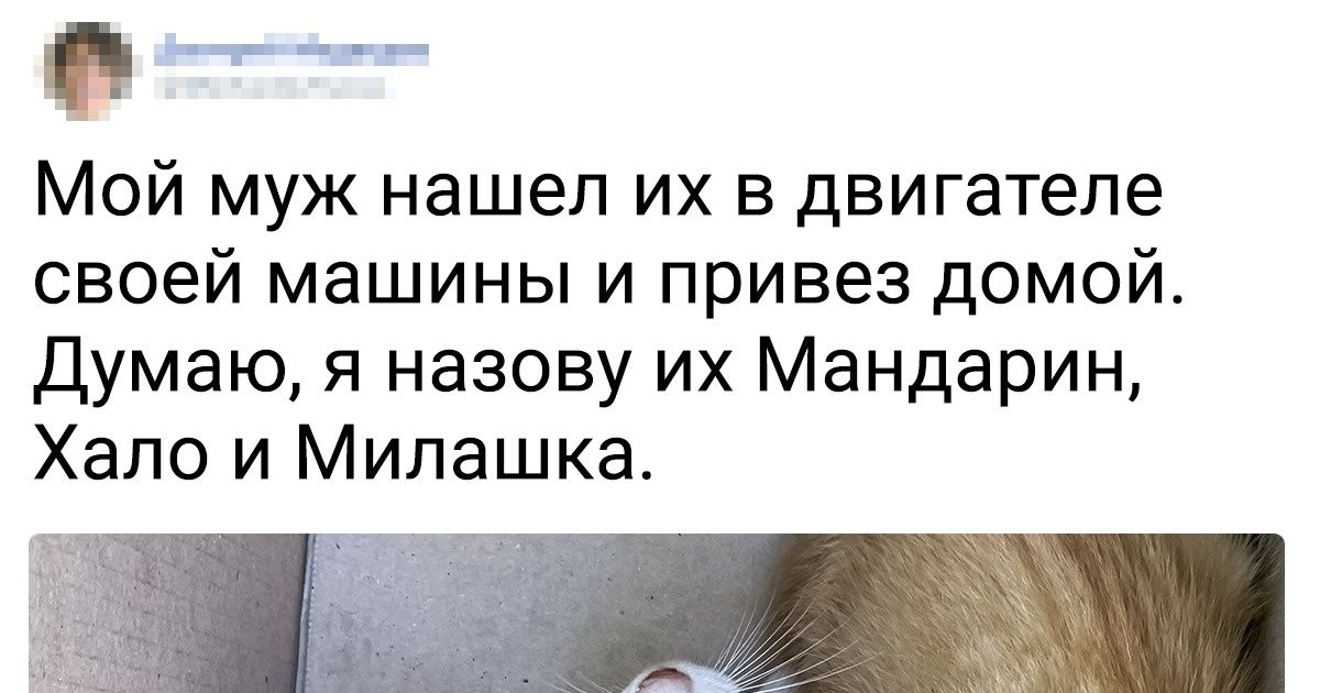 20+ крутых животных, чье обаяние буквально сбивает с ног 20+ крутых животных, чье обаяние буквально сбивает с ног