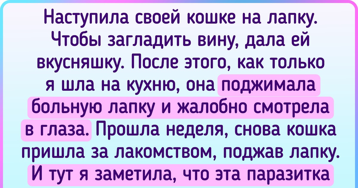 16 историй о животных, которые до того сообразительны, что хоть в первый класс их отдавай 16 историй о животных, которые до того сообразительны, что хоть в первый класс их отдавай