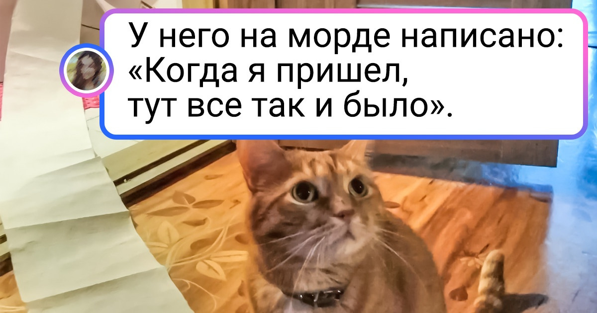 15+ мохнатых преступников, которые перевернут дом вверх дном в два счета и глазом не моргнут 15+ мохнатых преступников, которые перевернут дом вверх дном в два счета и глазом не моргнут