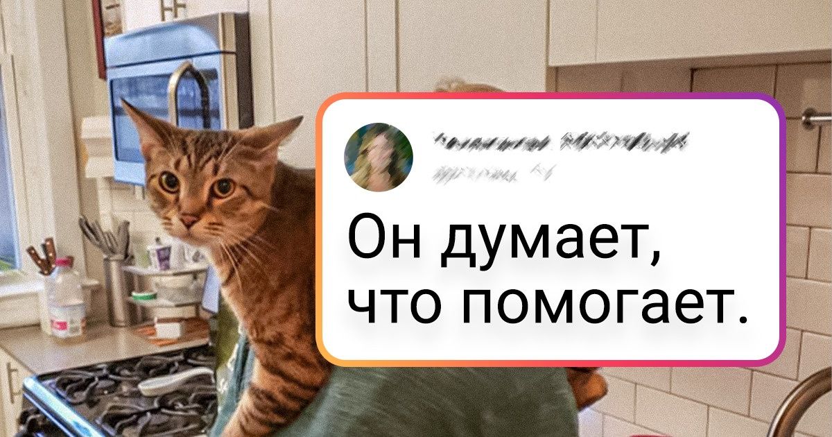 15+ владельцев котиков, которые никогда не будут одинокими. Даже если захотят 15+ владельцев котиков, которые никогда не будут одинокими. Даже если захотят