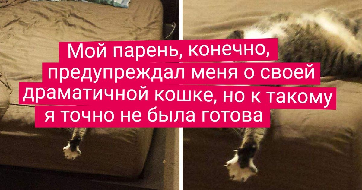 20+ доказательств того, что экзистенциальный кризис настигает котиков где только не лень