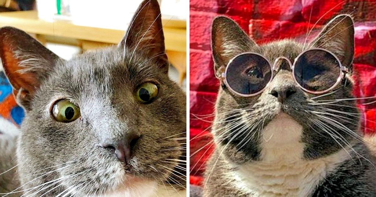 Кошка Бейгл выходит на улицу только в солнечных очках и костюмах, но совсем не ради лайков в Instagram