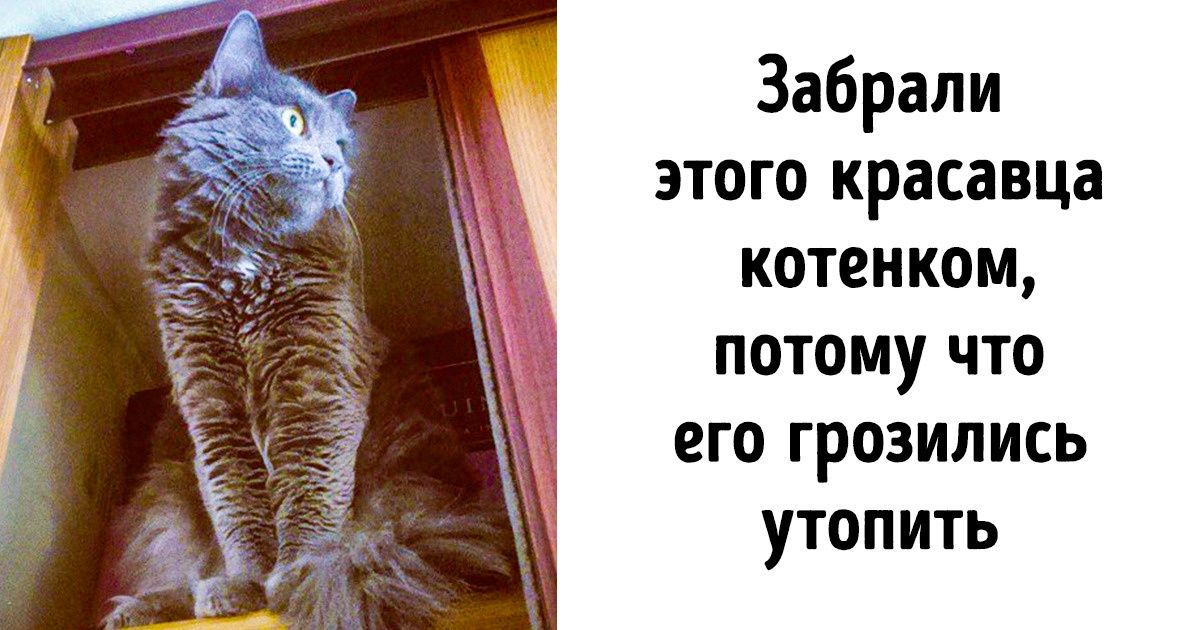 24 истории о настоящей любви и дружбе человека и животных 24 истории о настоящей любви и дружбе человека и животных