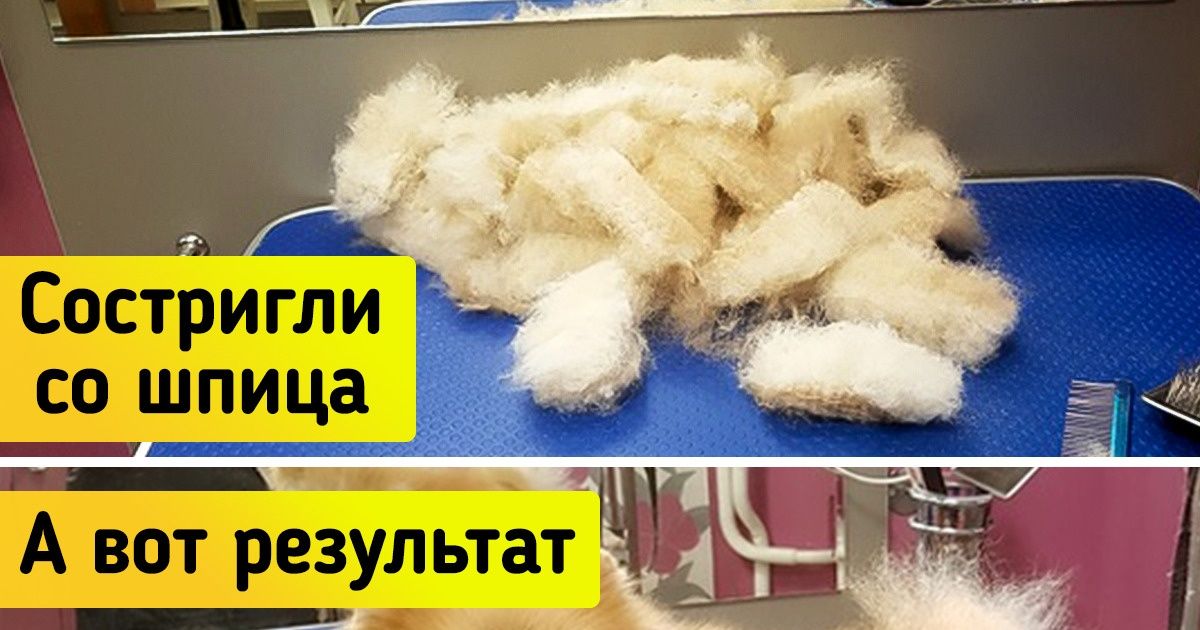 18 кошек и собак, которые словно побывали в салоне красоты (И кое у кого точно есть претензии) 18 кошек и собак, которые словно побывали в салоне красоты (И кое у кого точно есть претензии)