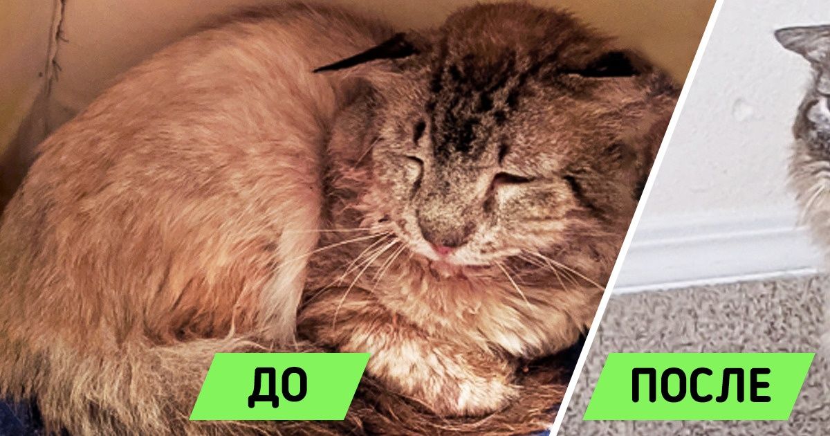20+ котиков, которых хозяйская любовь превратила в настоящих пушистых королей 20+ котиков, которых хозяйская любовь превратила в настоящих пушистых королей
