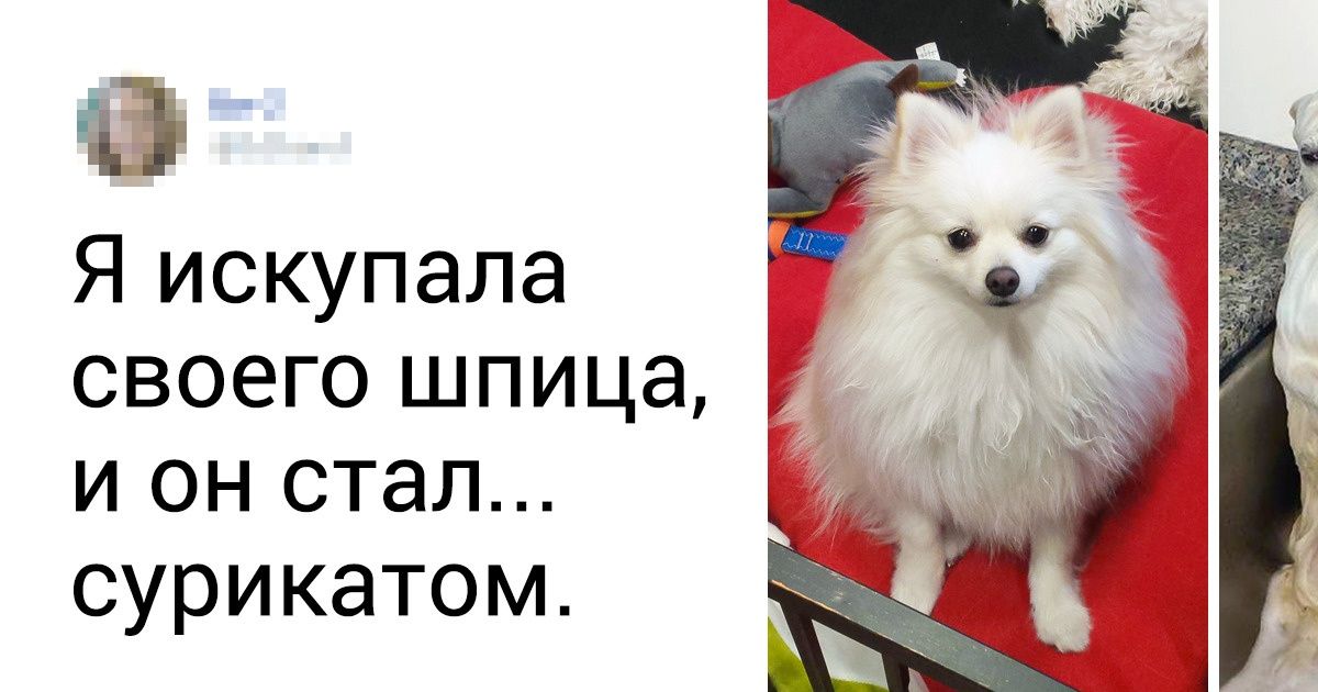 18 доказательств того, что мокрые животные выглядят как социальная реклама