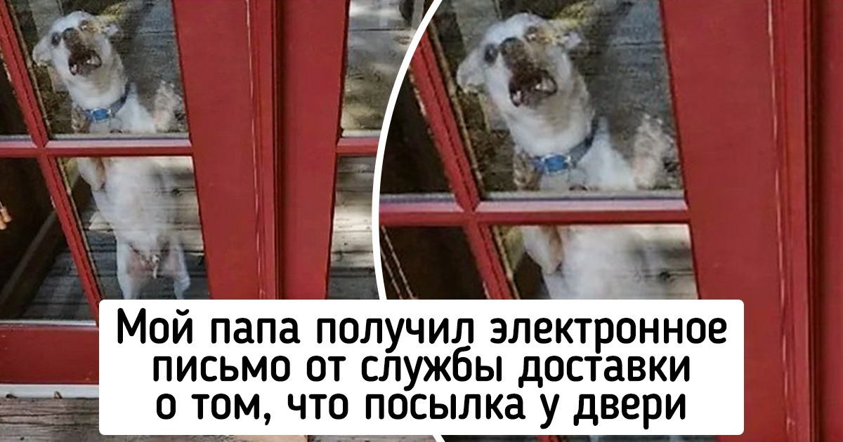 20 человек, которые не планировали встретить животных, но судьба распорядилась иначе 20 человек, которые не планировали встретить животных, но судьба распорядилась иначе