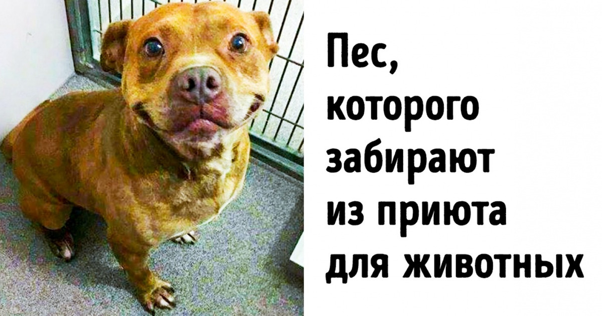 15 животных до и после того, как их забрали из приюта 15 животных до и после того, как их забрали из приюта