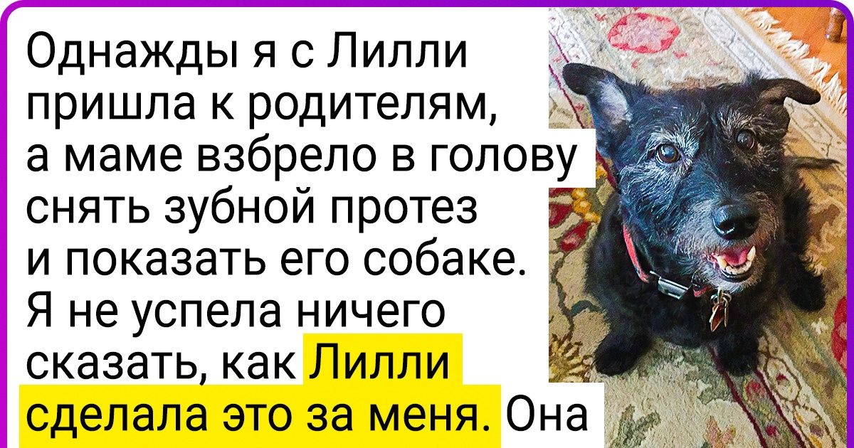 18 доказательств того, что в душе каждой большой собаки живет маленький испуганный щеночек 18 доказательств того, что в душе каждой большой собаки живет маленький испуганный щеночек