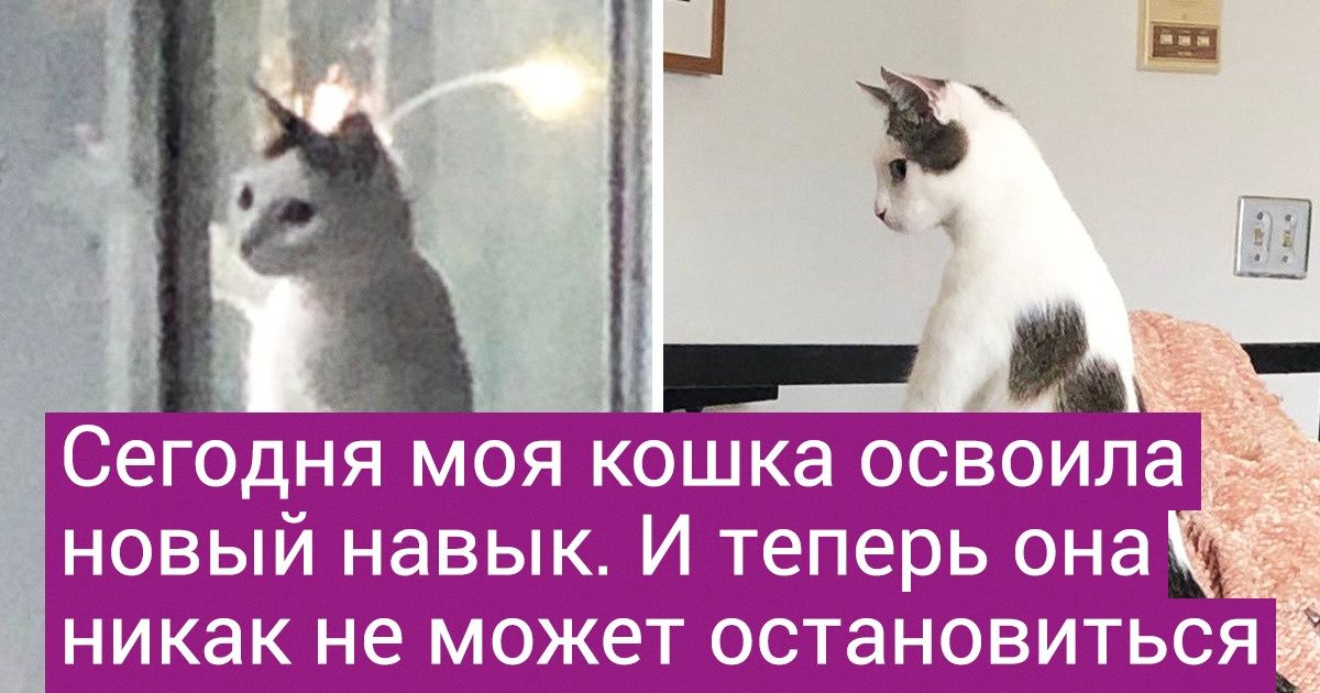 18 доказательств того, что кошки и в аду найдут себе удобное местечко